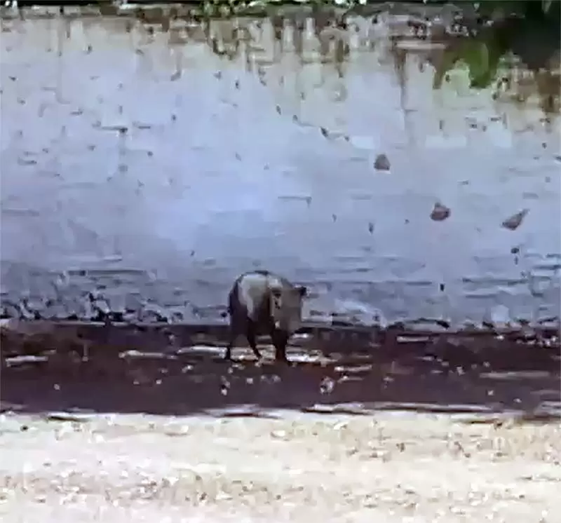 Porco-do-mato mobiliza PMA e diverte moradores ao escapar por ruas de Coxim